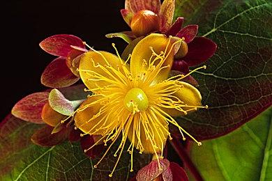 要开发新作？育碧招聘新开发者加入《孤岛惊魂》团队